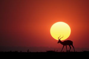 Sunset Africa