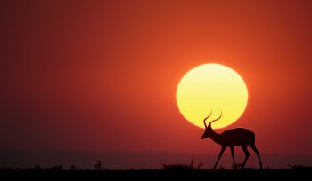 Sunset Africa