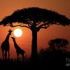 Sunset Africa
