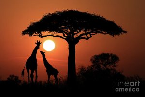 Sunset Africa