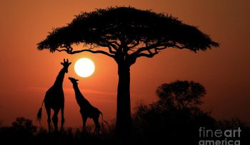 Sunset Africa