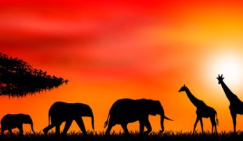 Sunset Africa