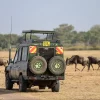 Tanzanian safari
