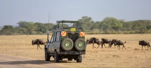Tanzanian safari