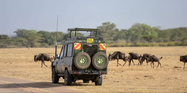 Tanzanian safari