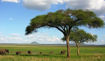 Tarangire National