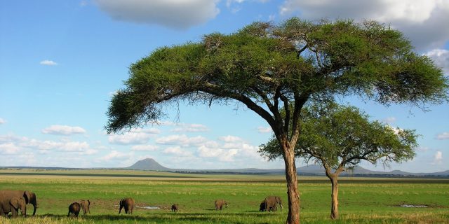 Tarangire National