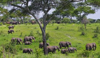 Tarangire National