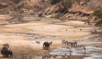 Tarangire National