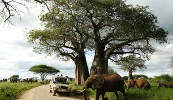 Tarangire National