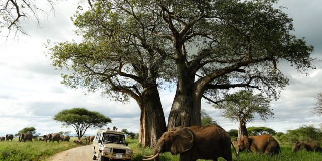 Tarangire National