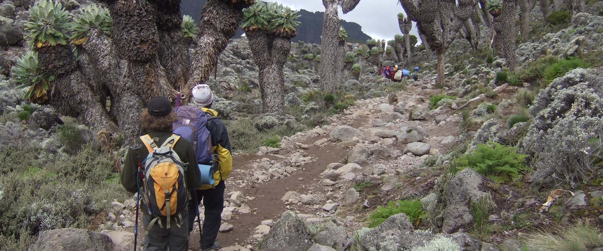 7 Days Mount Kilimanjaro climbing on Shira Route