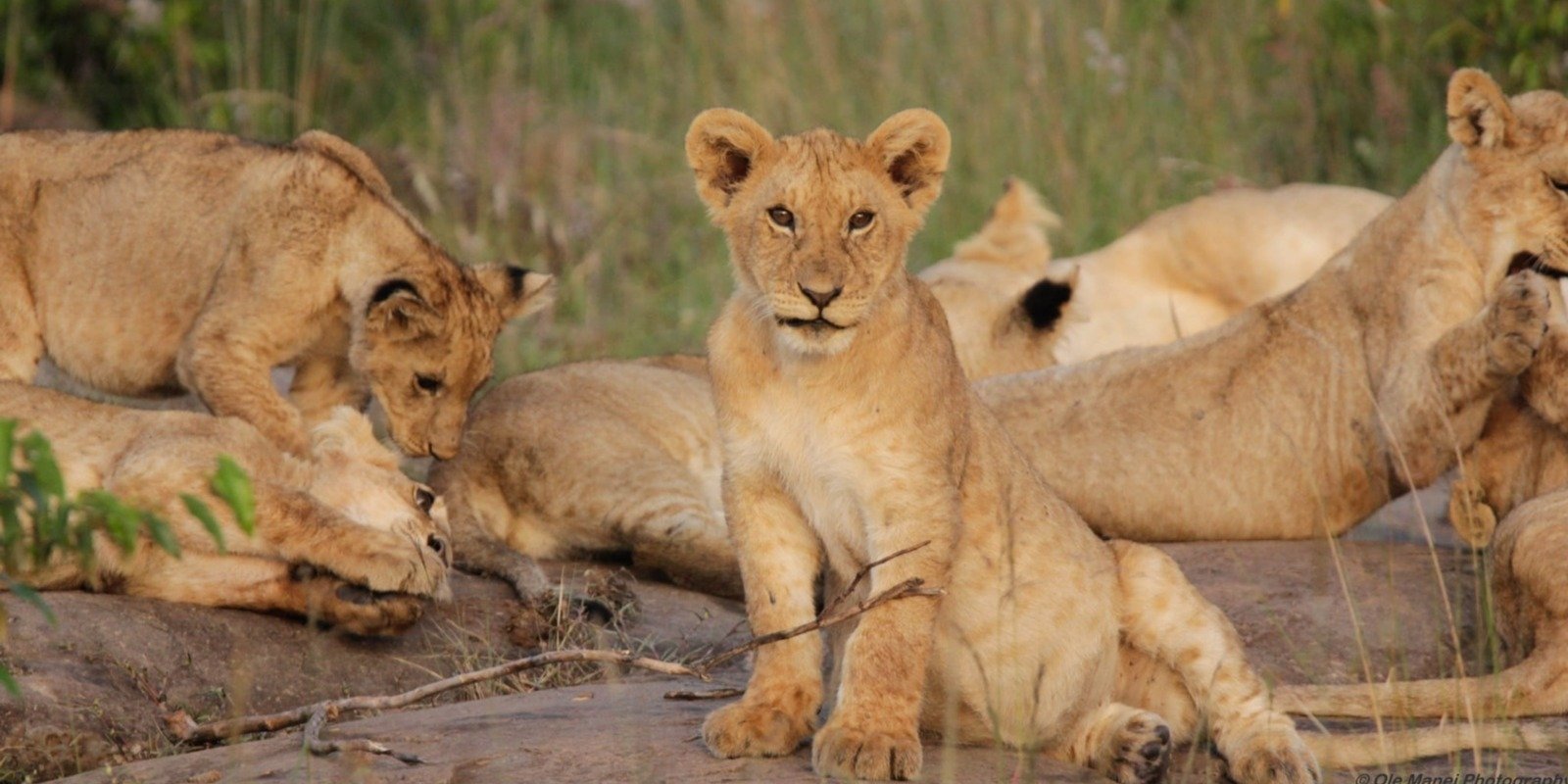 6 Days Big Cats Safari Tarangire National Park • Serengeti National Park • Ngorongoro Crater