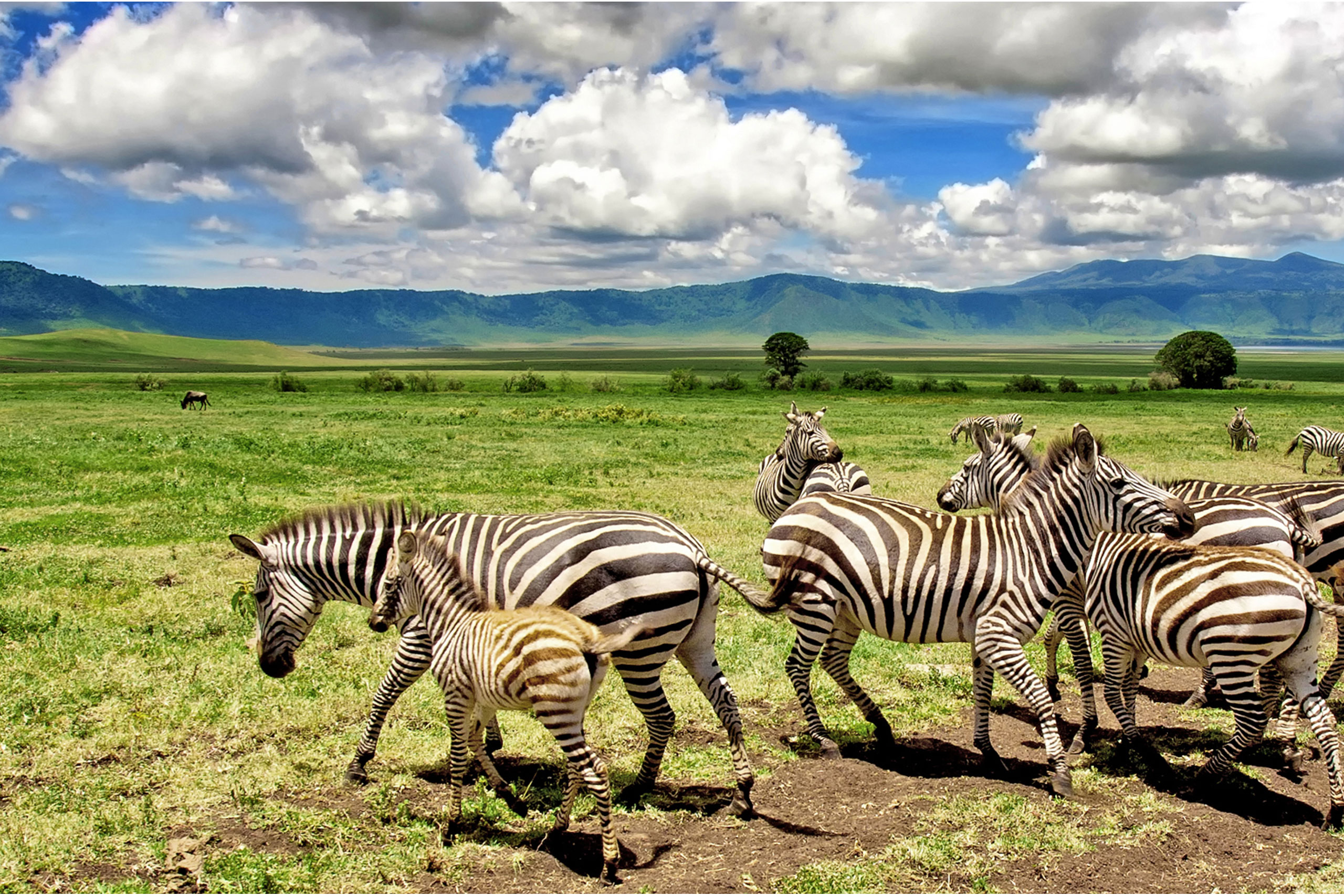 Ngorongoro Day Trip
