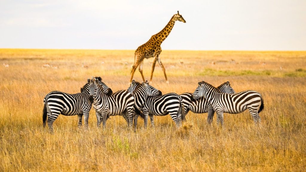 10 Days Super Luxury Flying Safari