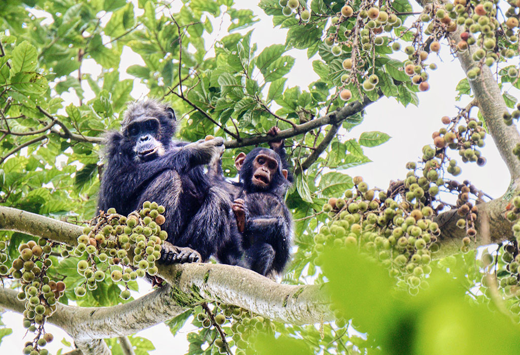 3-days-chimpanzee-trekking-in-nyungwe