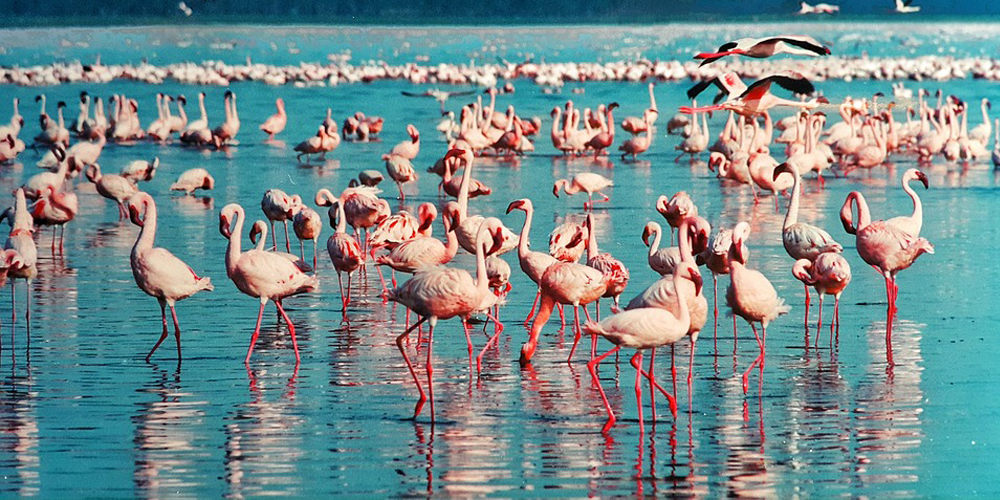 5-days-kenya-express-safari