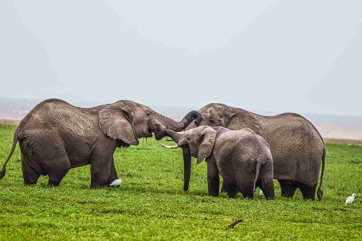 8 Days Kenya Luxury Safari