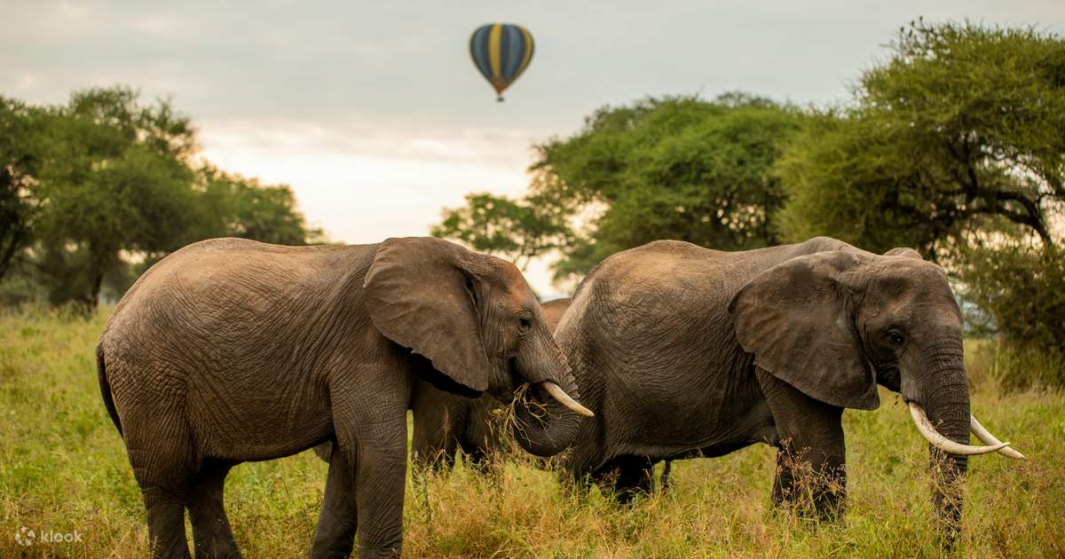 2 Days Tarangire Private Safari