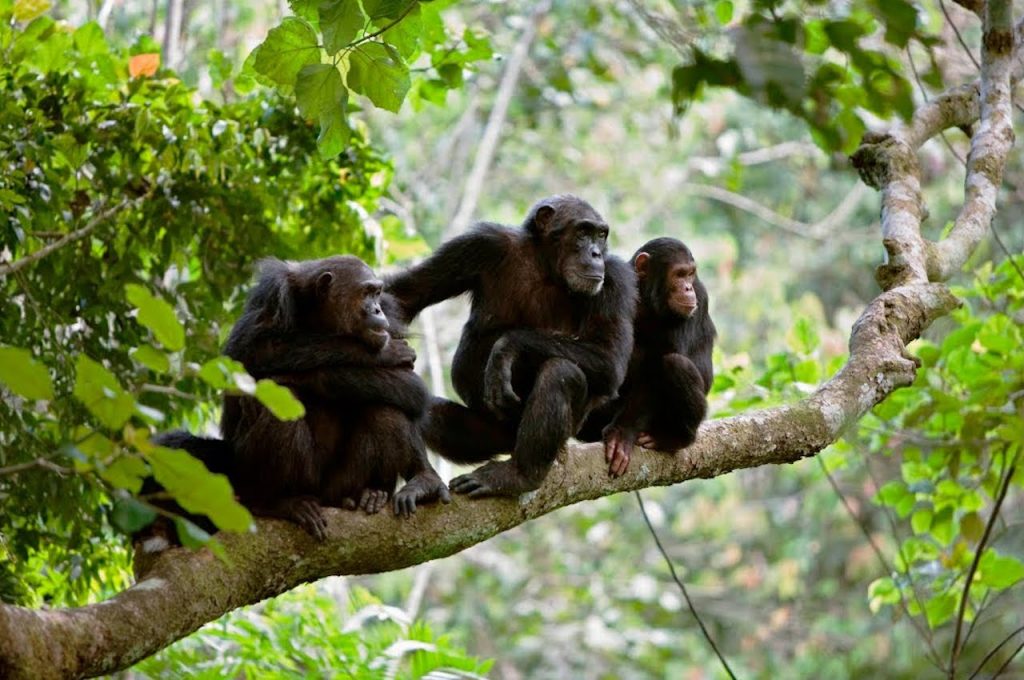 Discover Gombe Stream National Park in Tanzania. Explore chimpanzee trekking, wildlife, best time to visit, safari experiences, and travel tips.