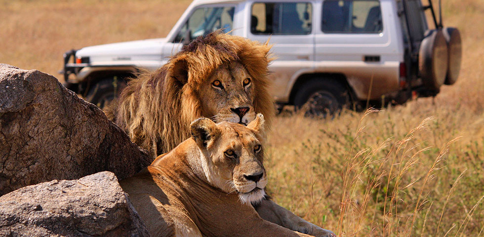 BIG CAT SAFARI /TARANGIRE PARK/SERENGETI CENTRAL /NGORONGORO CRATER