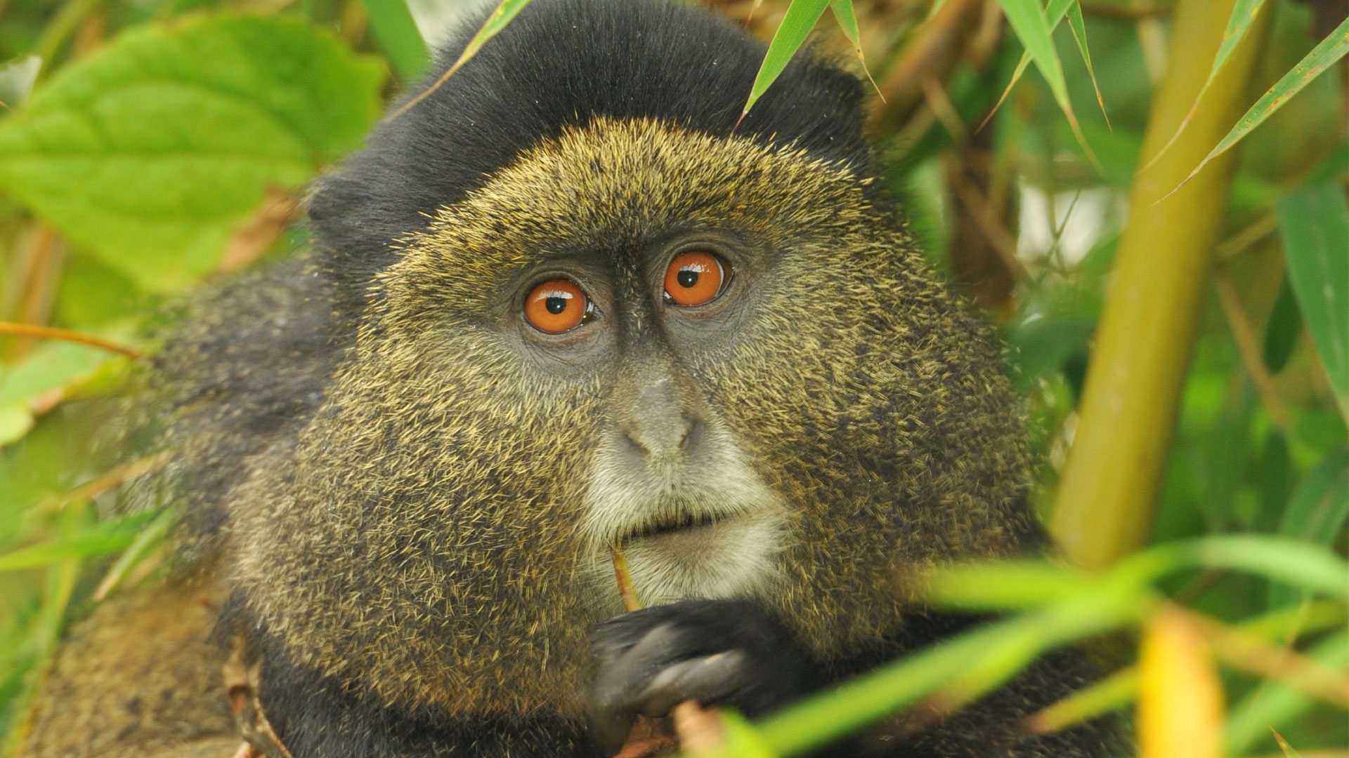 3-days-rwanda-gorillas-and-golden-monkeys