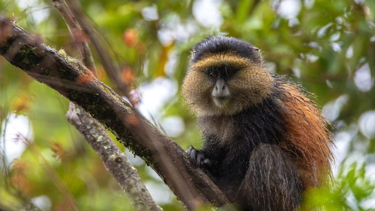 2 Days Golden Monkey Trekking