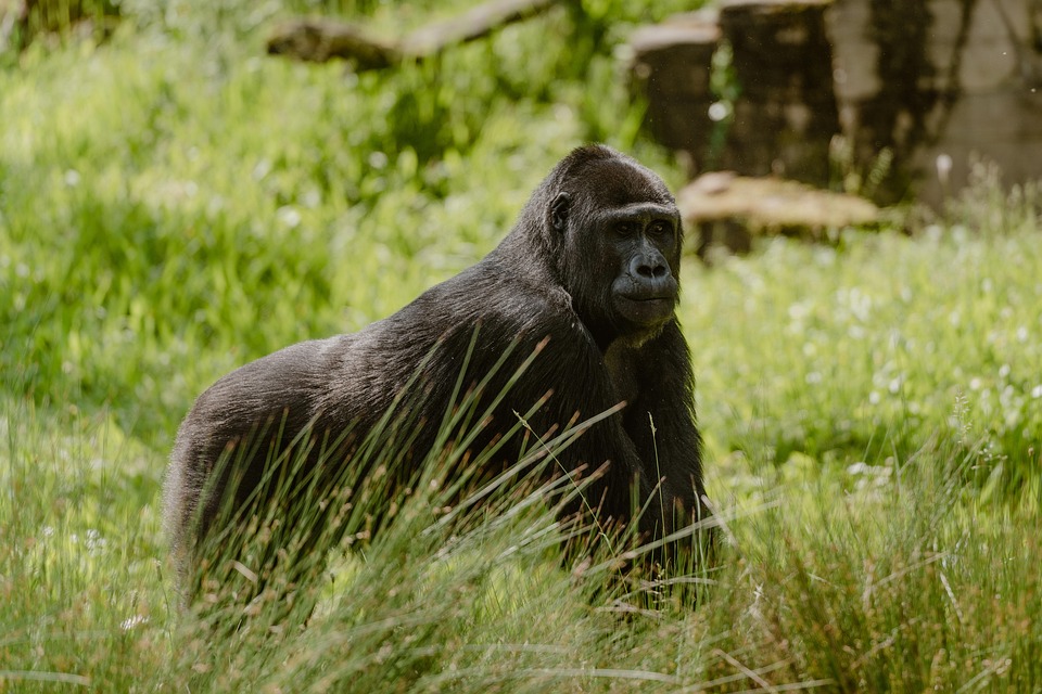 3-days-gorilla-trekking-in-mgahinga