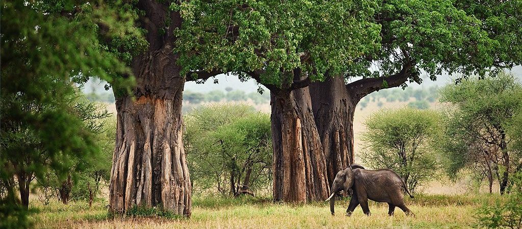Tarangire National Park Safari Guide 2026 | Elephants, Baobabs & Wildlife